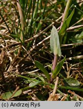 Thlaspi caerulescens ssp. caerulescens (tobołki alpejskie)