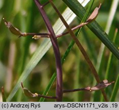 Thlaspi caerulescens ssp. caerulescens (tobołki alpejskie)