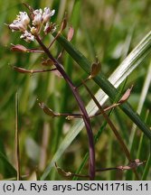 Thlaspi caerulescens ssp. caerulescens (tobołki alpejskie)