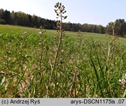 Thlaspi caerulescens ssp. caerulescens (tobołki alpejskie)