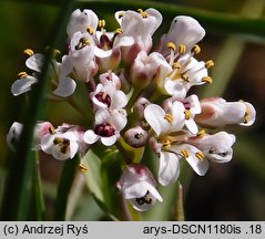 Thlaspi caerulescens ssp. caerulescens (tobołki alpejskie)