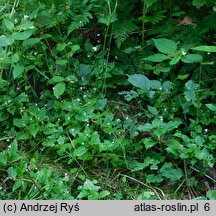 Circaea alpina (czartawa drobna)