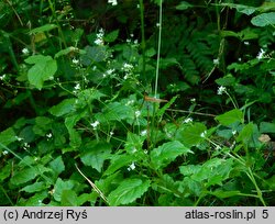 Circaea alpina (czartawa drobna)