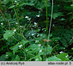 Circaea alpina (czartawa drobna)