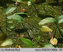 Potamogeton obtusifolius (rdestnica stępiona)