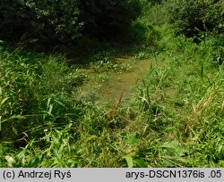 Potamogeton obtusifolius (rdestnica stępiona)