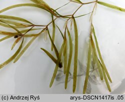 Potamogeton obtusifolius (rdestnica stępiona)