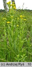 Senecio congestus (starzec błotny)