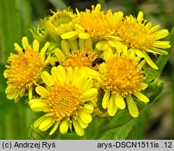 Senecio congestus (starzec błotny)