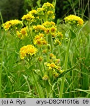 Senecio congestus (starzec błotny)