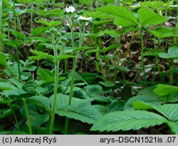 Fragaria moschata (poziomka wysoka)