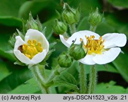 Fragaria moschata (poziomka wysoka)