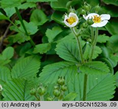 Fragaria moschata (poziomka wysoka)