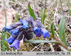 Pulmonaria angustifolia (miodunka wąskolistna)