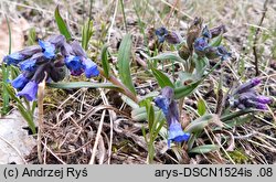 Pulmonaria angustifolia (miodunka wąskolistna)