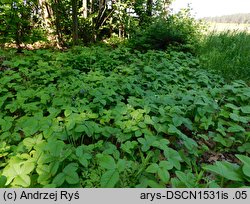 Fragaria moschata (poziomka wysoka)