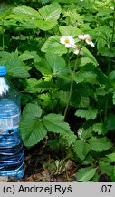 Fragaria moschata (poziomka wysoka)