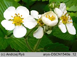 Fragaria moschata (poziomka wysoka)