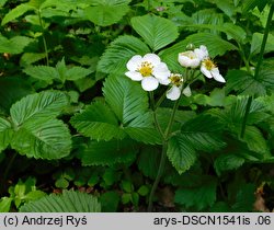 Fragaria moschata (poziomka wysoka)