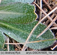 Arabis hirsuta (gęsiówka szorstkowłosista)