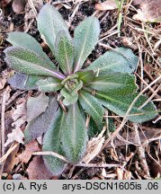 Arabis hirsuta (gęsiówka szorstkowłosista)