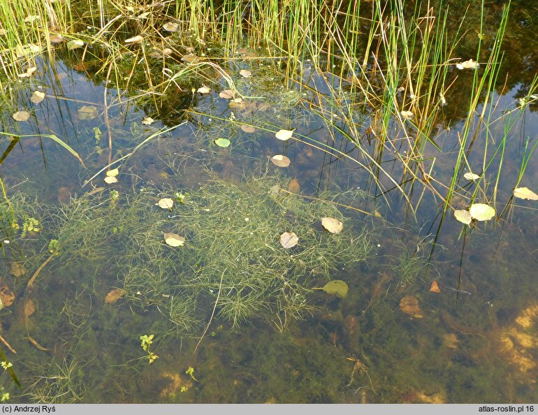 Potamogeton trichoides (rdestnica włosowata)