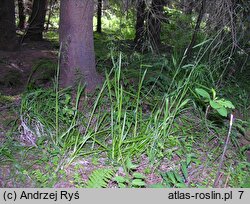 Poa remota (wiechlina odległokłosa)