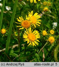 Inula britannica (oman łąkowy)