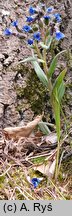 Pulmonaria angustifolia (miodunka wąskolistna)