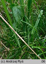 Glyceria striata (manna prążkowana)