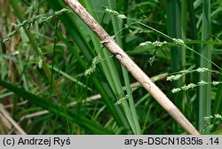 Glyceria striata (manna prążkowana)