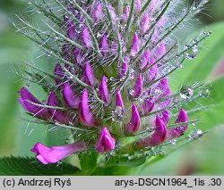 Trifolium rubens (koniczyna długokłosowa)