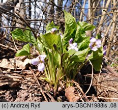 Viola mirabilis (fiołek przedziwny)