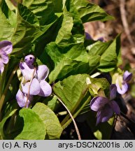 Viola mirabilis (fiołek przedziwny)