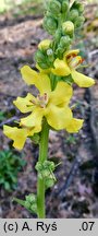 Verbascum ×semialbum