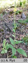 Verbascum ×semialbum
