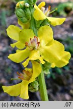 Verbascum ×semialbum