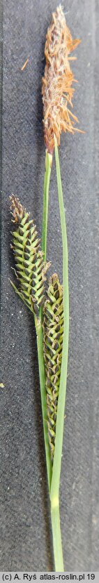 Carex nigra ssp. juncea (turzyca sitowata)