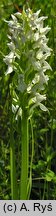 Dactylorhiza incarnata f. alba (kukułka krwista forma albinotyczna)