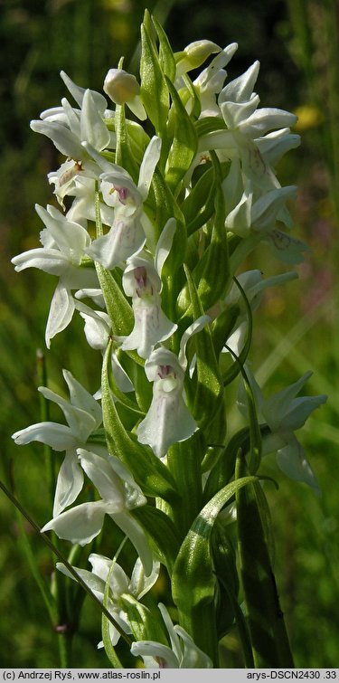 Dactylorhiza incarnata f. alba (kukułka krwista forma albinotyczna)