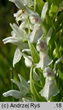 Dactylorhiza incarnata f. alba (kukułka krwista forma albinotyczna)