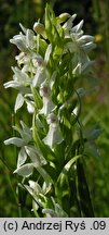 Dactylorhiza incarnata f. alba (kukułka krwista forma albinotyczna)