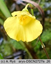 Utricularia intermedia (pływacz średni)