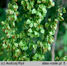 Rumex aquaticus (szczaw wodny)