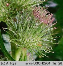 Arctium nemorosum (łopian gajowy)