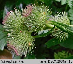 Arctium nemorosum (łopian gajowy)