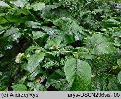 Arctium nemorosum (łopian gajowy)