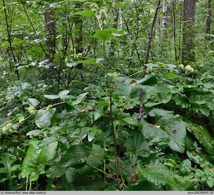 Arctium nemorosum (łopian gajowy)