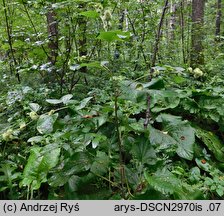 Arctium nemorosum (łopian gajowy)