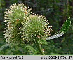 Arctium nemorosum (łopian gajowy)